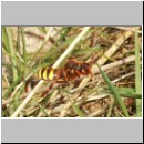 Nomada lathburiana - Wespenbiene w06.jpg